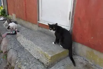 <p>Topeng putih dan kaos kaki putih? Apa maksudmu? Bukan, aku bukan kucing pencuri yang kamu cari</p>