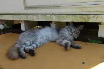 <p>Kamu bangunkan aku hanya untuk memanggilku kucing manis? Kamu kenapa sih?</p>
