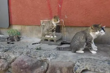 <p>Kucing Jepang juga sopan-sopan. Lihat saja mereka berbaris!</p>