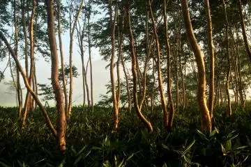 <p>Cahaya menerangi pepohonan dekat kaki gunung.</p>