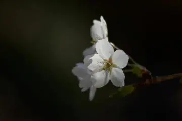 4월에 핀 벚꽃