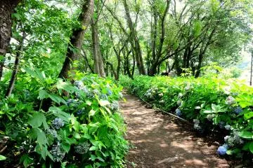 <p>Path through the hydrangeas</p>