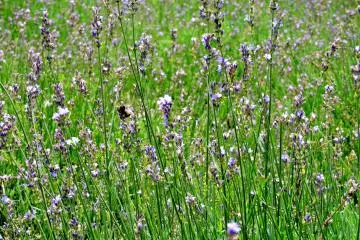 <p>The lavender was mostly finished blooming &nbsp;</p>