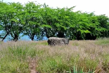 <p>A line of cherry trees edged the large lavender garden</p>
