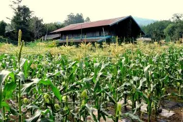 <p>Country building in a cornfield</p>