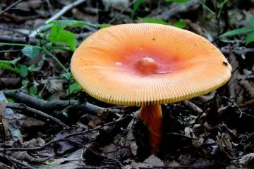 <p>Mushroom under the trees</p>