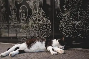 <p>Local cat enjoying the sun</p>