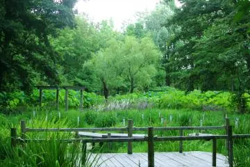 Lotus pond
