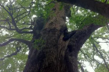Camphor (Photo: Bret de Colebi)