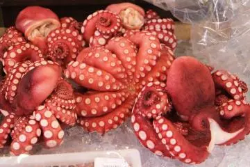 <p>Not only fish, but all sorts of seafood are available</p>