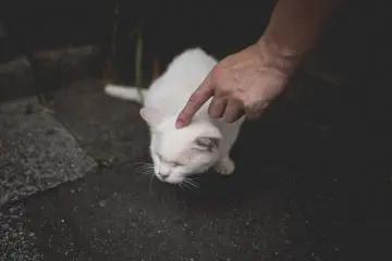 관심을 즐기는 고양이 