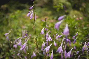 Institute for Nature Study