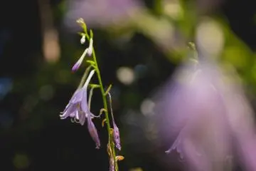 <p>Flower in the park</p>
