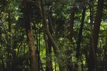 <p>Trees in the park</p>