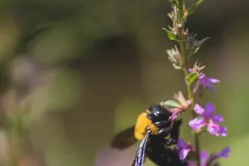 <p>Bee collecting some pollen</p>