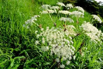 <p>Wild flowers beside the trail</p>