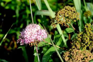 <p>Colorful striped beetle on a flower &nbsp;</p>