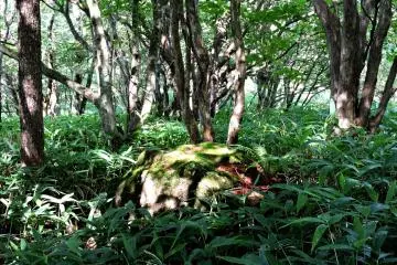 <p>Dappled light and shade under the trees</p>