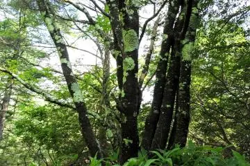 <p>Lichen spotted trunks</p>