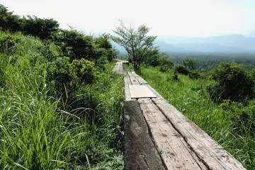 <p>A wooden side path</p>