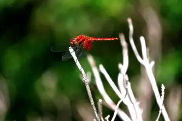 <p>Red dragonfly</p>