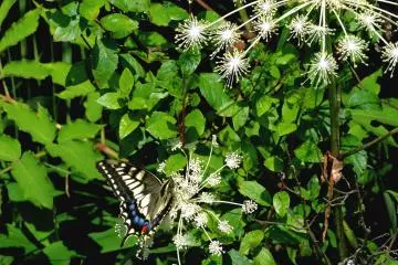 <p>A butterfly</p>