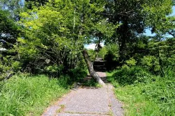 <p>Tree growing in the middle of the path</p>