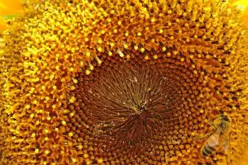 <p>Many bees are attracted by the abundant pollen &nbsp;</p>