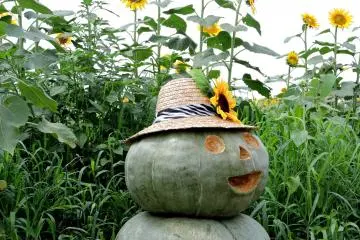 <p>A pumpkin sculpture in a sunflower decorated hat</p>