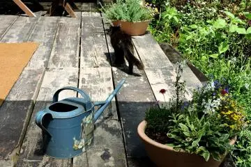 A cat and a watering can added to the ambiance
