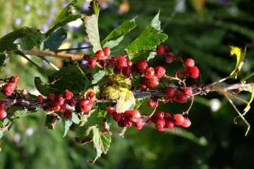 A red currant bush (rare in Japan) was growing next to the steps