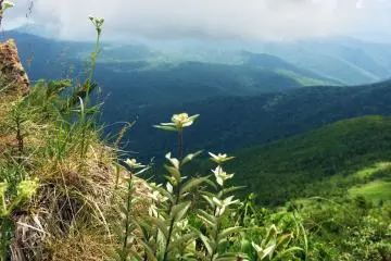 <p>Wild flowers on the side of the mountain.</p>