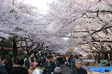 <p>เทศกาลฮานามิ</p>