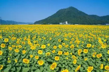 สวรรค์ดอกทานตะวันในฟุกุอิ
