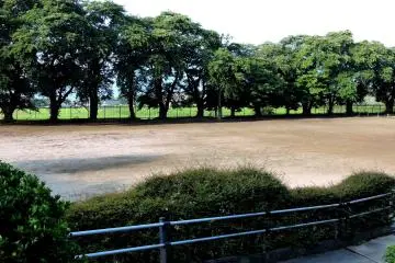 The old school yard bordered with hundred year old cherry trees