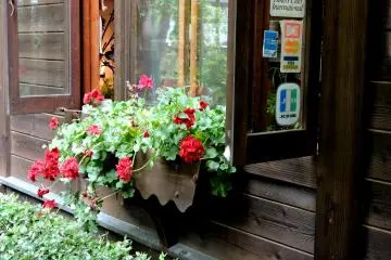 <p>A window box with red geraniums</p>
