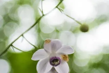 <p>Gunung Mitake terkenal karena banyaknya kembang&nbsp;Anemonopsis</p>