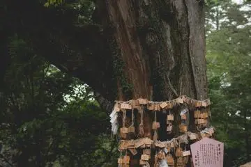 <p>Plakat doa dari kayu/ema diikat ke pohon kuno di kuil di puncak pegunungan</p>