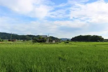 <p>The surrounding rice fields</p>
