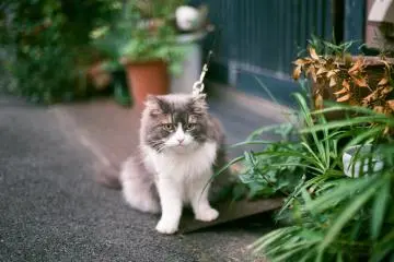 <p>야옹이&nbsp;</p>