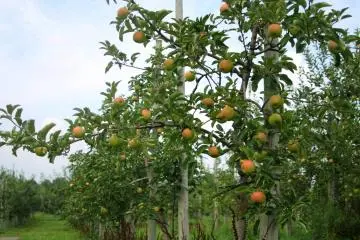 Some fresh apples (Photo: Endarastya Sarah)