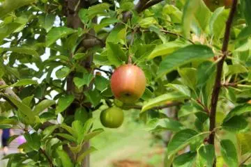Another fresh apple (Photo: Endarastya Sarah)