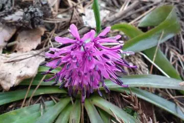 <p>Heloniopsis orientalis しょじょうばかま, fleurit au d&eacute;but d'avril pr&egrave;s des cours d'eau</p>
