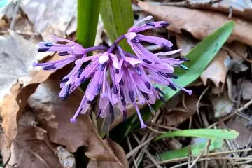 <p>Une autre couleur de l'heloniopsis orientalis</p>

