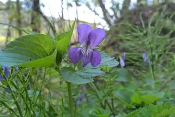 <p>Une violette japonaise スミレ, fleurit aussi en avril</p>