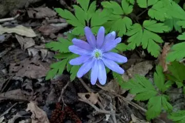 <p>An&eacute;mone pseudoaltaica violette きくざきいちげ fleurit en avril</p>