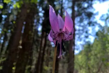 <p>L'&eacute;rithrone d'asie カタクリ, fleurit en avril</p>