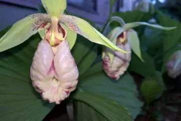 <p>Une autre photo de la cypripedium japonicum</p>