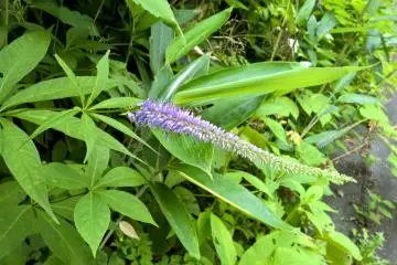 <p>Veronicastrum japonicum, クガイソウ, fleurit en juillet</p>
