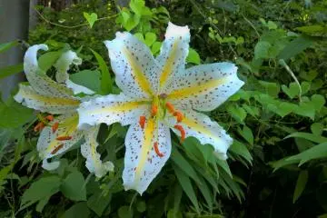 <p>Le lys de montagne ヤマユリ, fleurit en juillet</p>